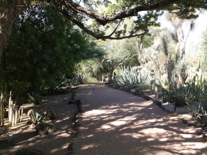 Desert Botanical Garden Phoenix 4